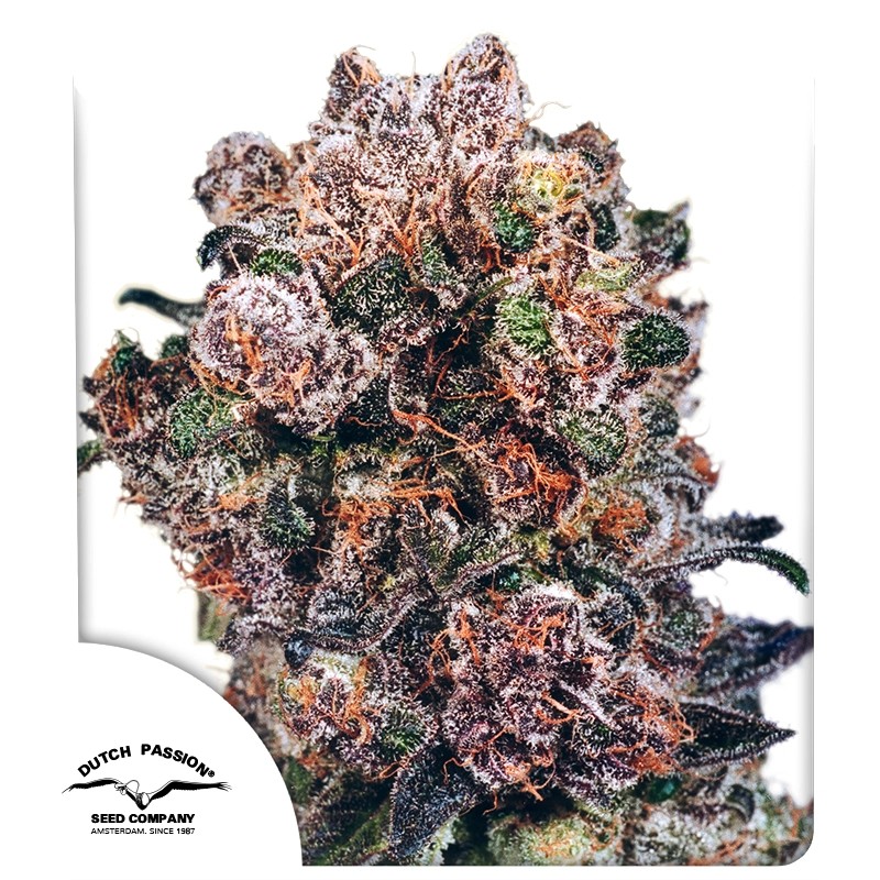 Blueberry®