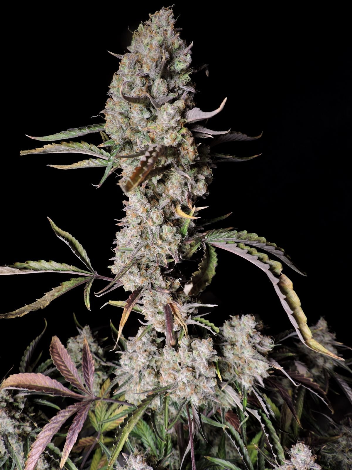 Gorilla Zkitles