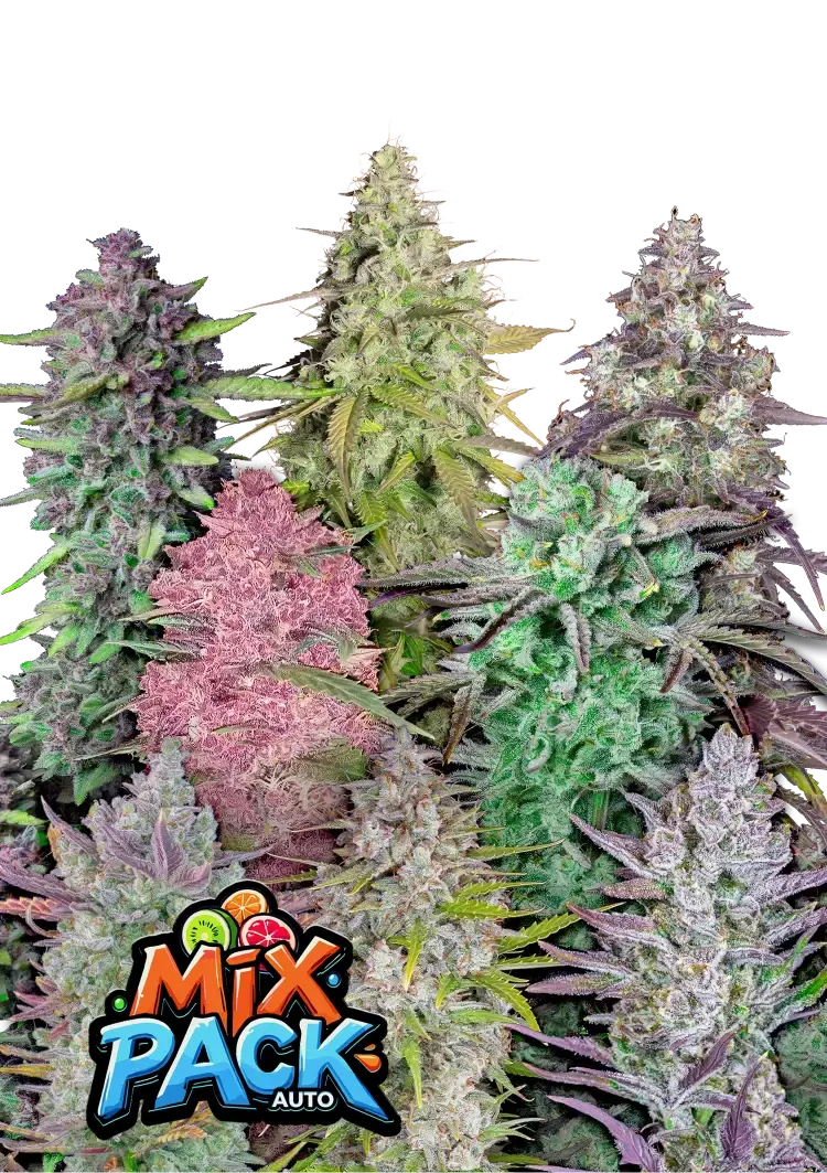 Mix Pack Auto