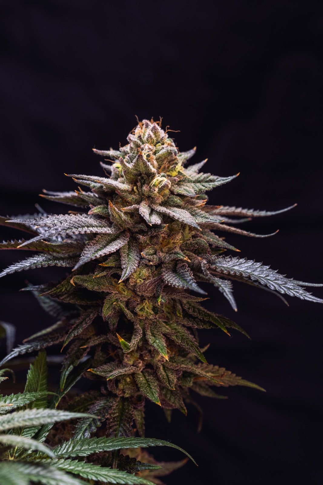 Gorilla Melon™