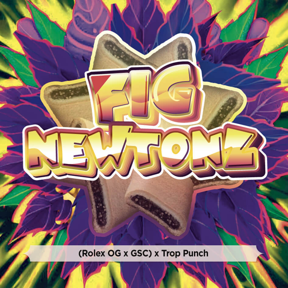 Fig Newtonz