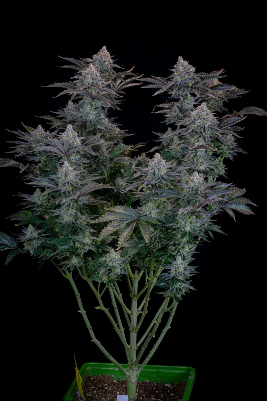 Gorilla Cookies FF