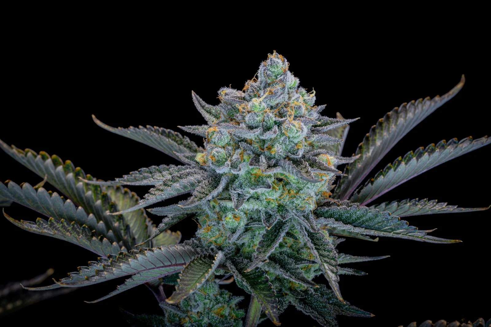 Gorilla Cookies FF