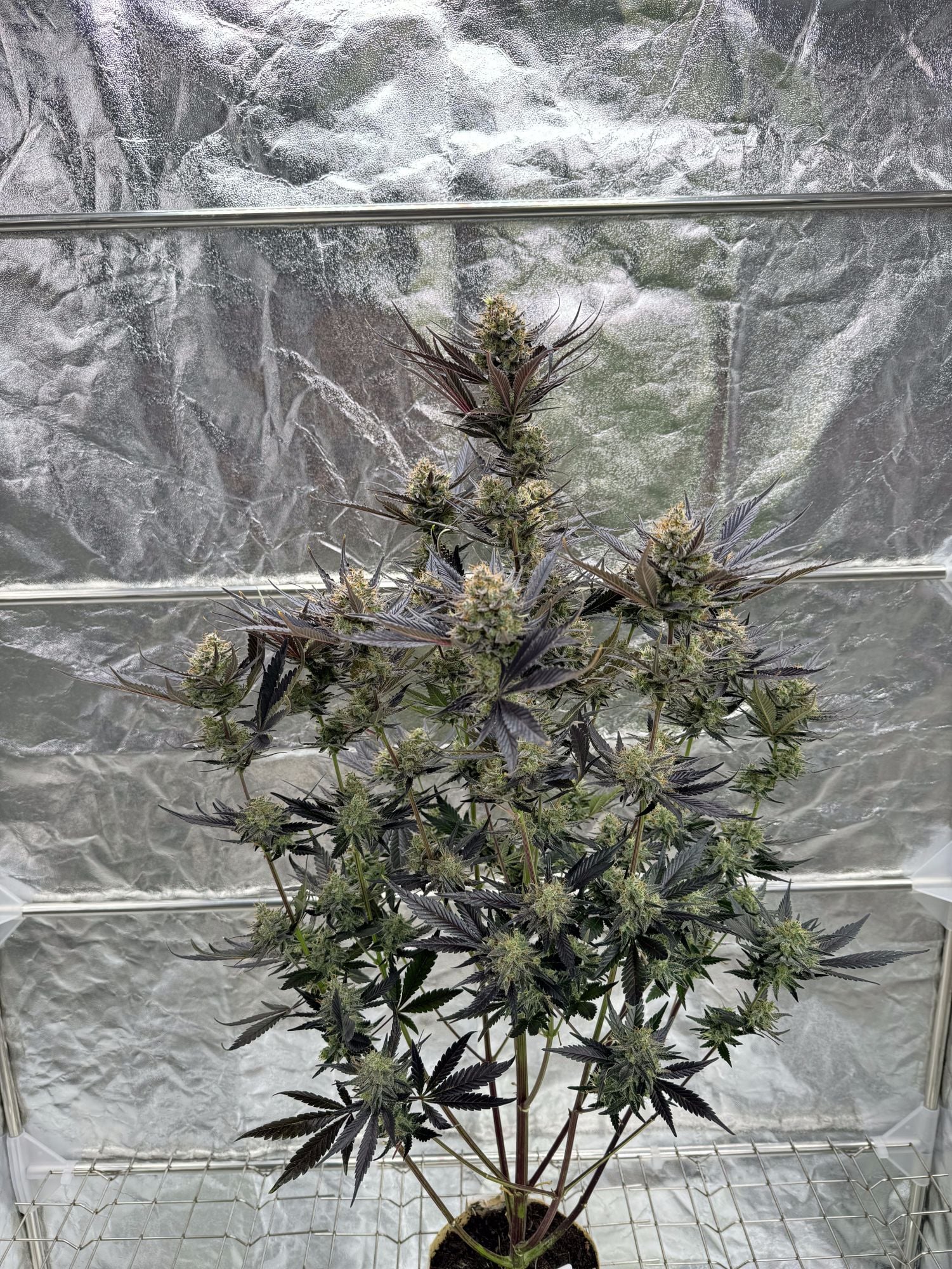 Guava Auto RF3
