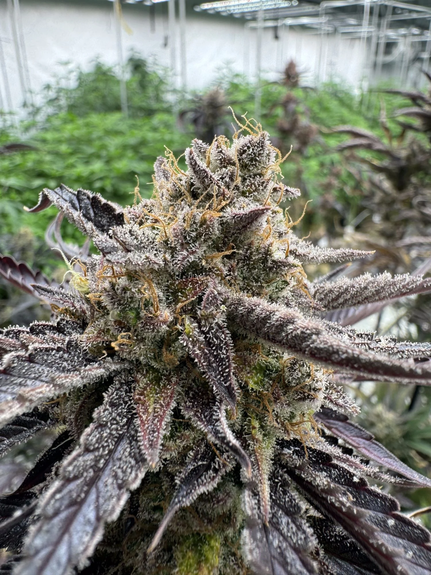 Guava Auto RF3