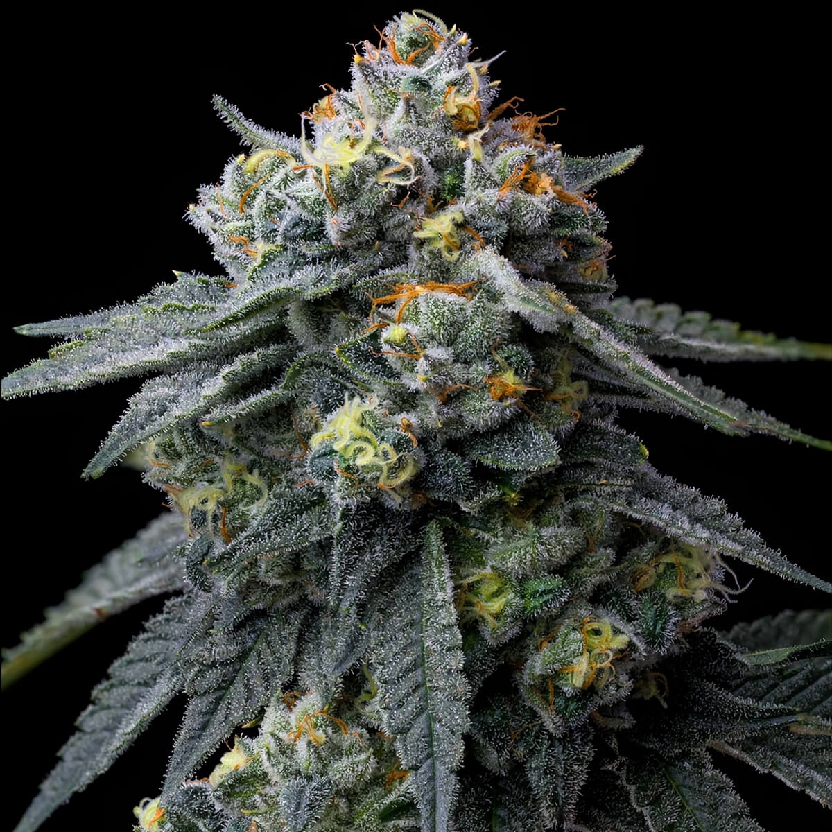 Peach Tsunami