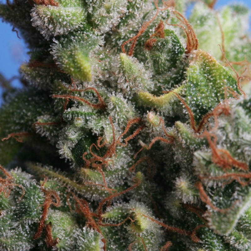 Kushage™
