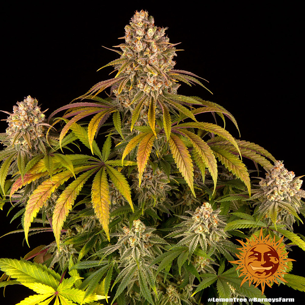 Lemon Tree