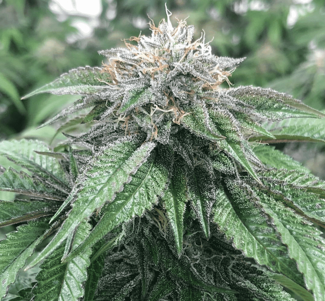 Master Kush