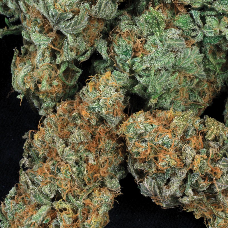 MK-Ultra™ Regular