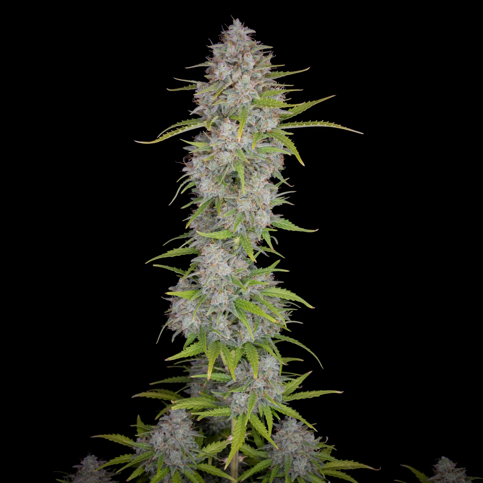 Orange Sherbet