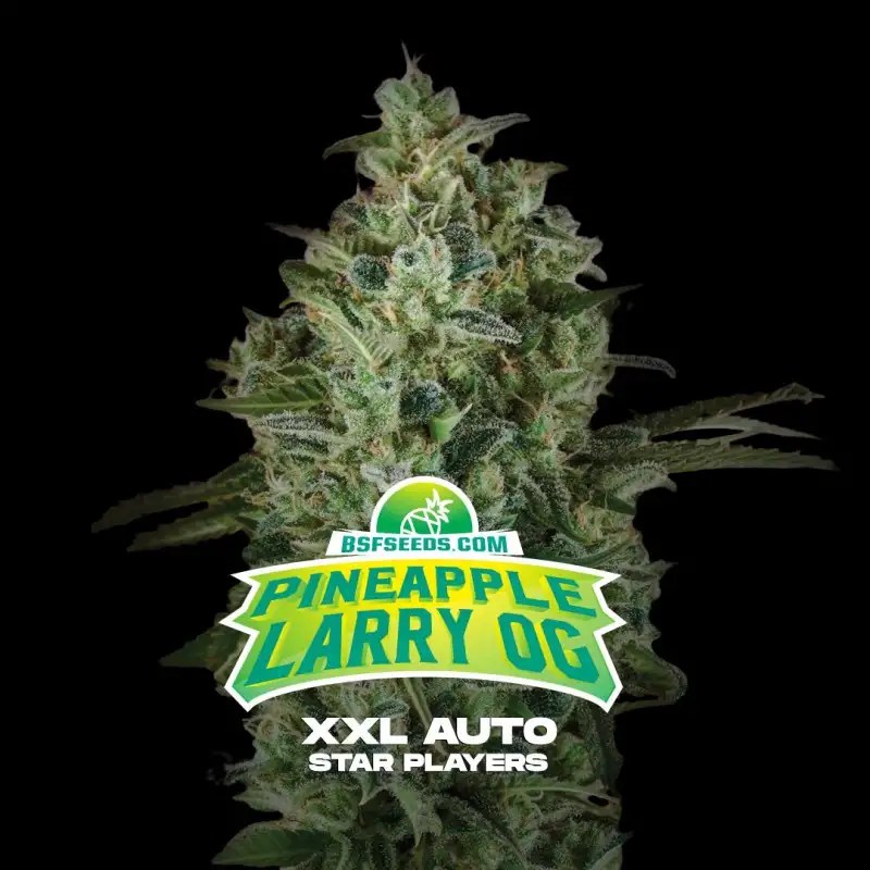 Pineapple Larry OG XXL Auto