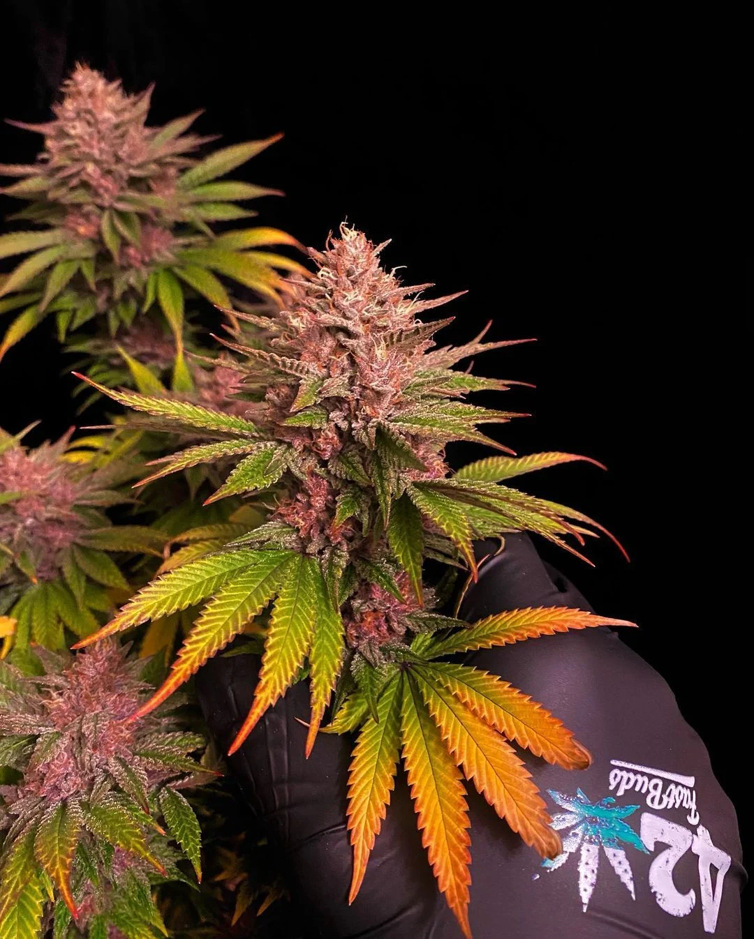 Purple Lemonade FF