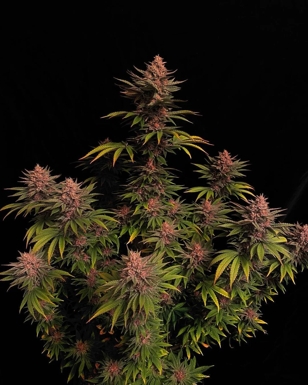 Purple Lemonade FF