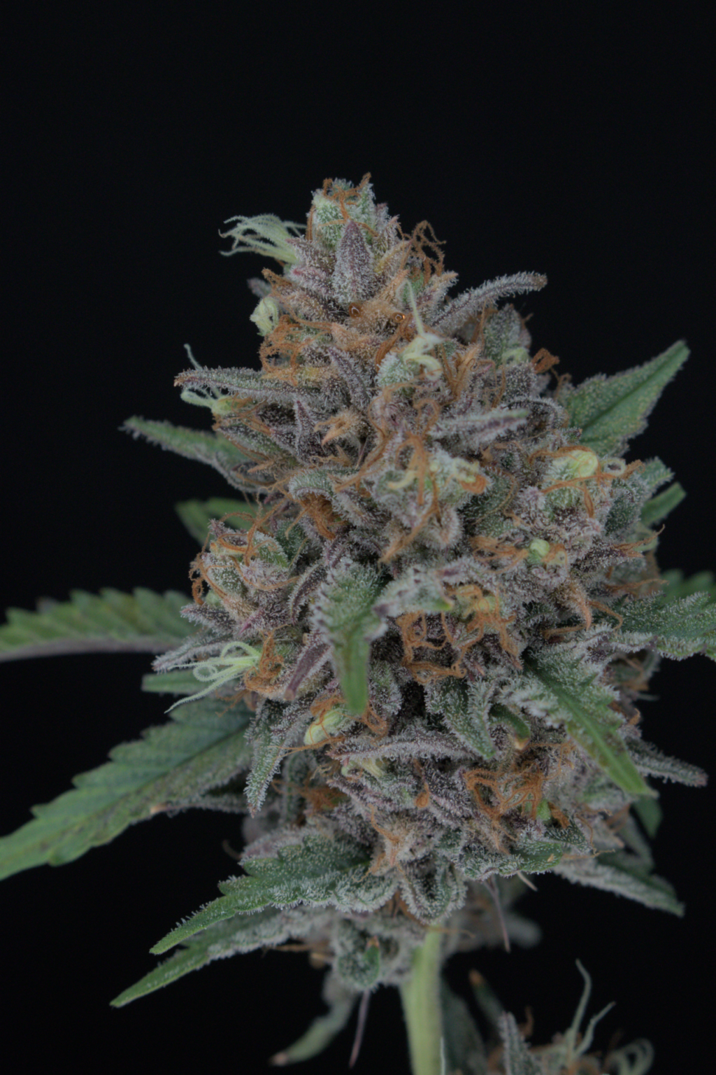 Purple Punch Auto