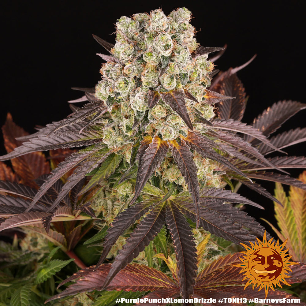 Purple Punch x Lemon Drizzle