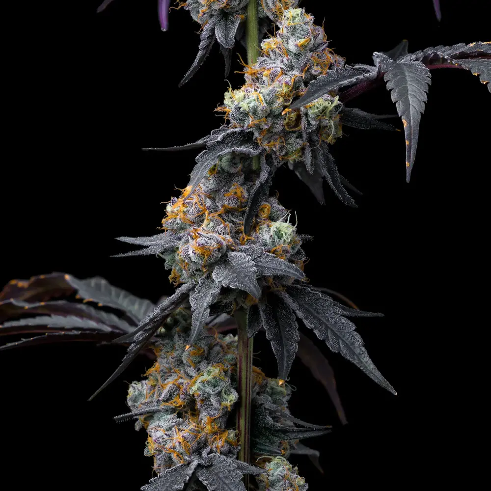 Rainbow Sherbet
