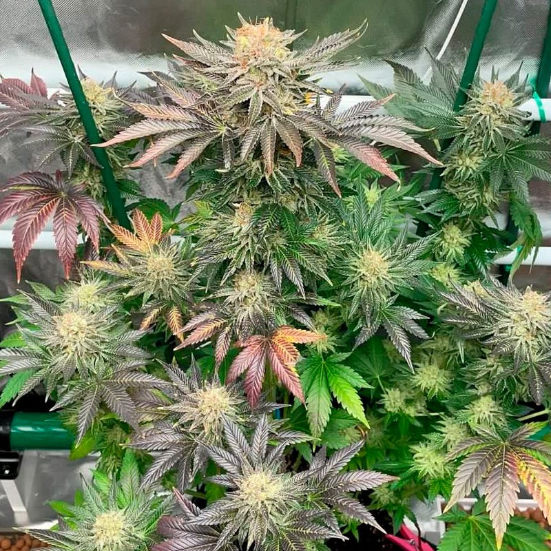 Starfire OG