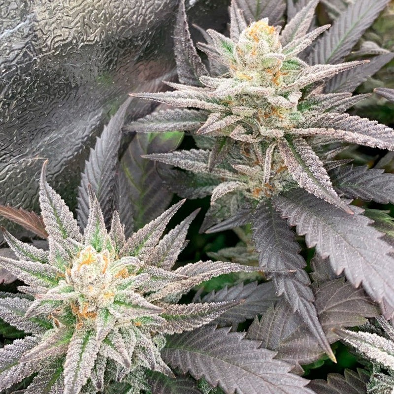 Starfire OG