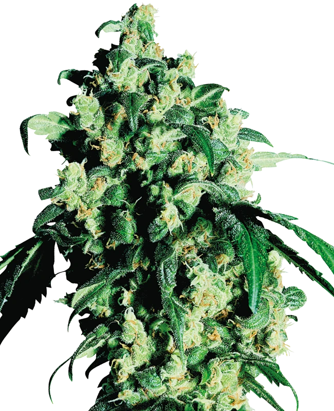 Super Skunk