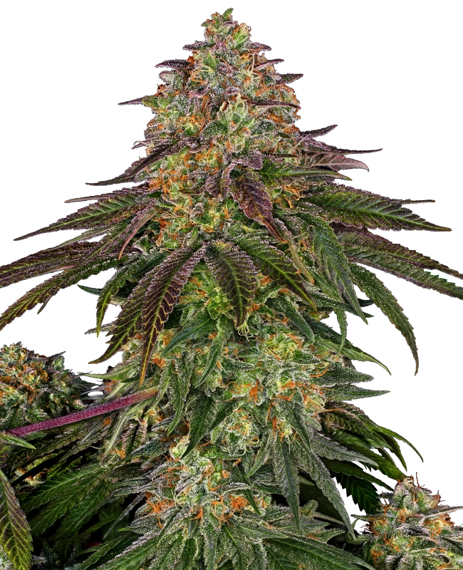Sweet Cherry Kush