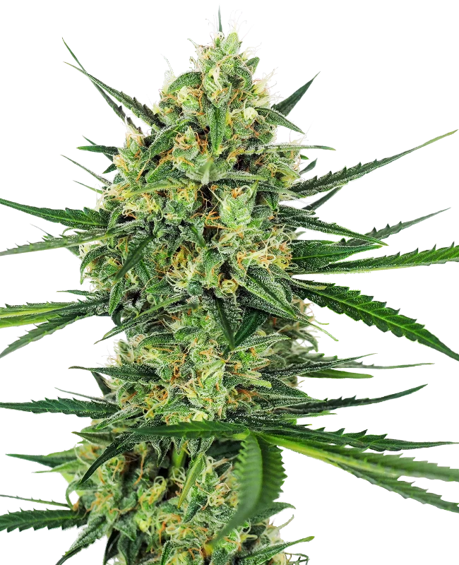 Tangerine Sugar