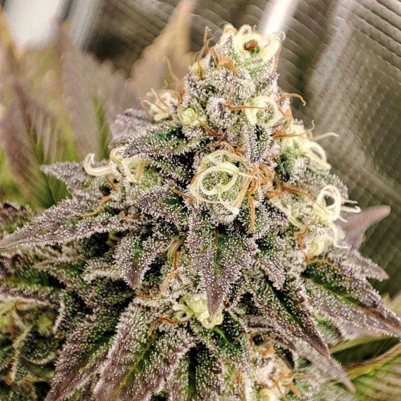 Tropical Tangie®