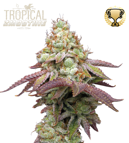 Tropical Zmoothie