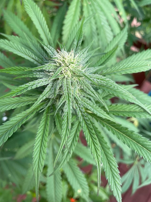Durban Funk