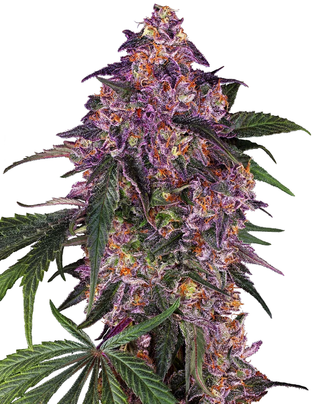 Sensi Purple Kush