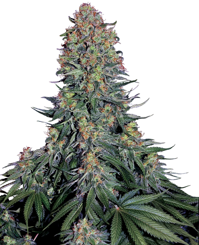 Blue Skunk