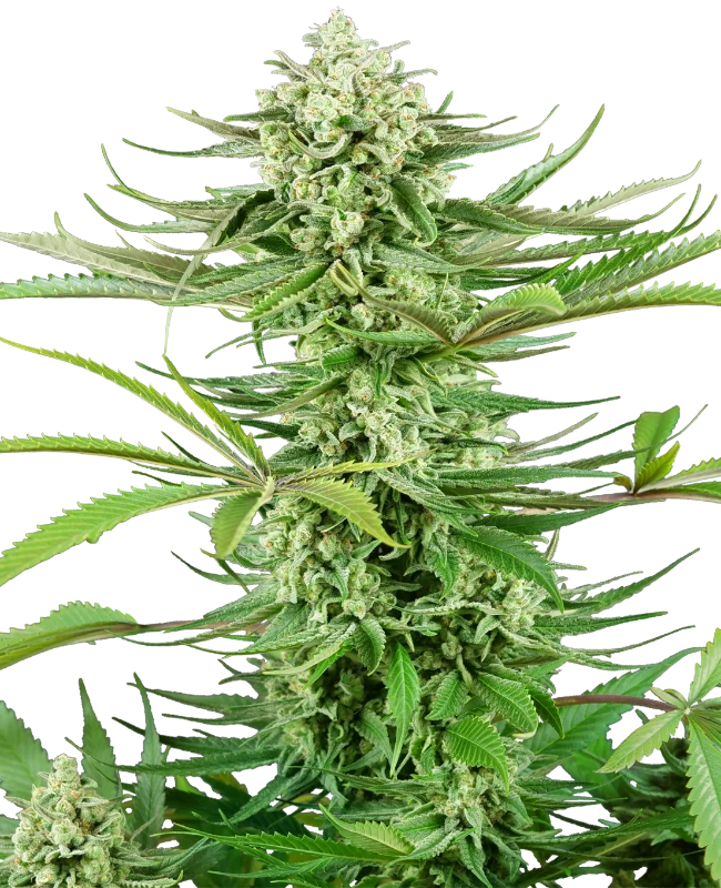 Cashew Kush