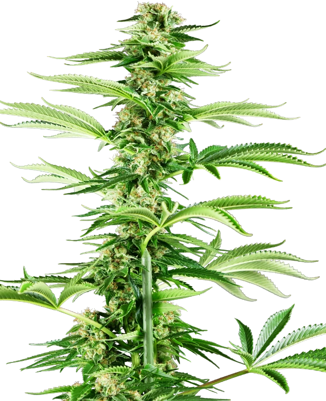 Honey Melon Haze