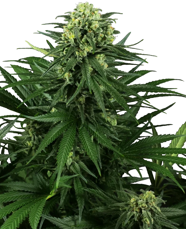 Honey Melon Kush