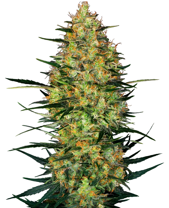 Caramellow Kush Auto