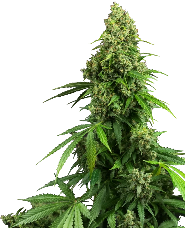 Honey Melon Kush Auto