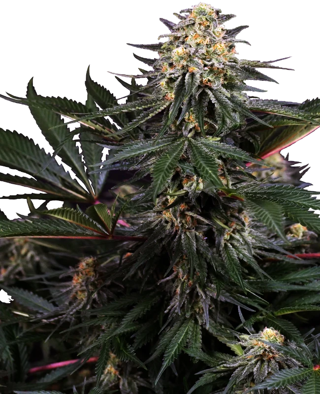 Lockdown Kush
