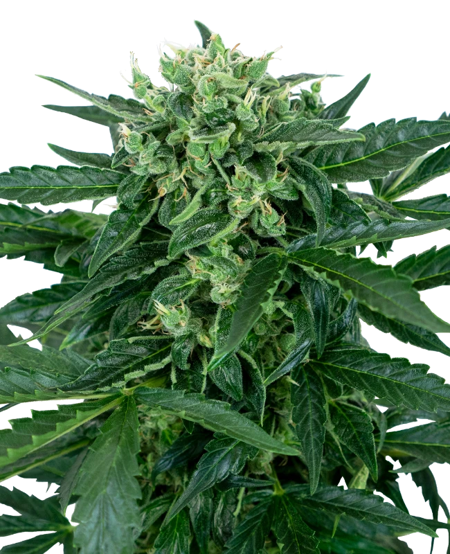 Sensi Amnesia Auto