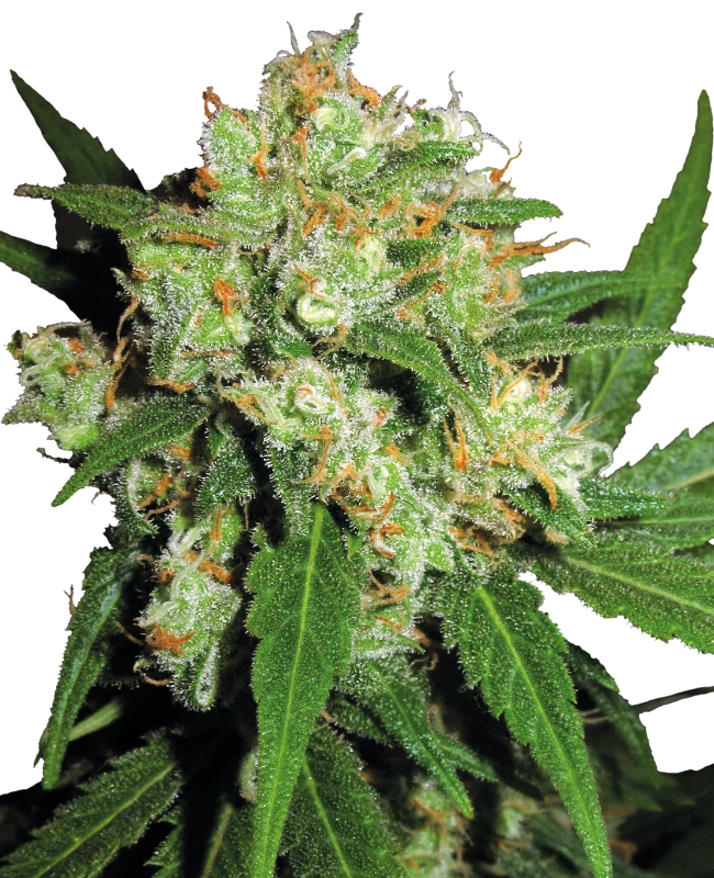 Sensi Skunk