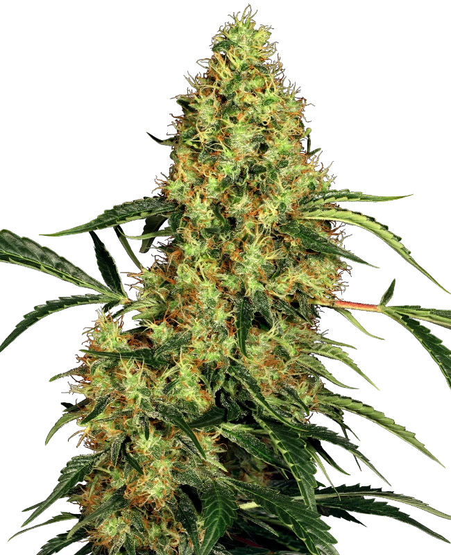 Mexican Sativa