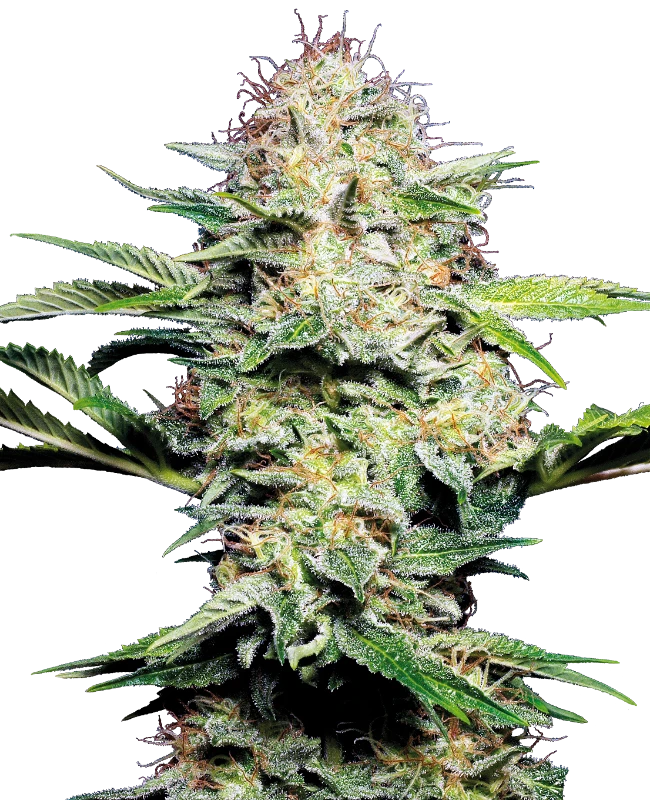 Sensi Skunk Auto