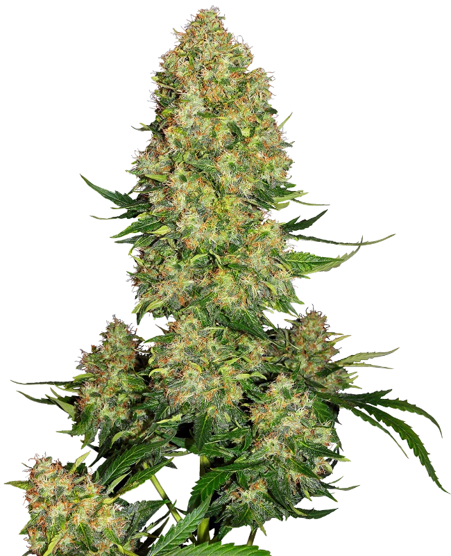 Skunk #1 Auto