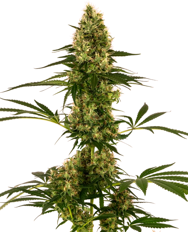 Blue Bullet Auto