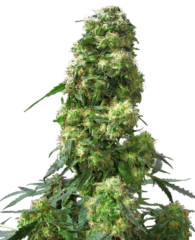 Early Skunk