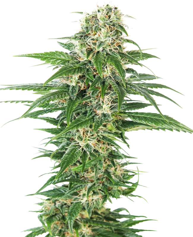 Early Skunk Auto