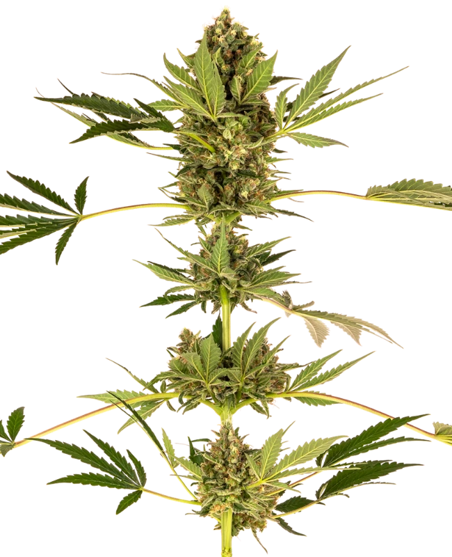 Himalayan CBD
