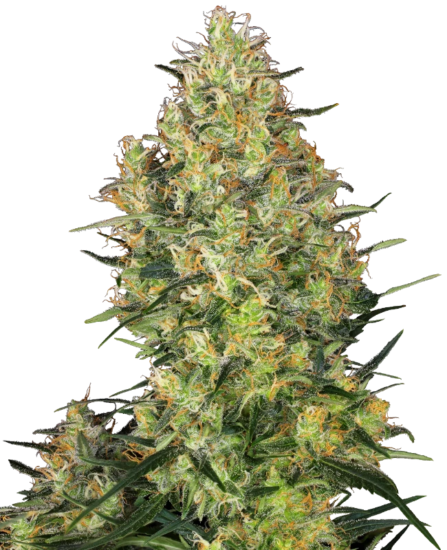 Shiva Skunk