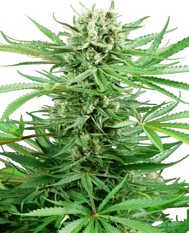 Papi Chulo OG