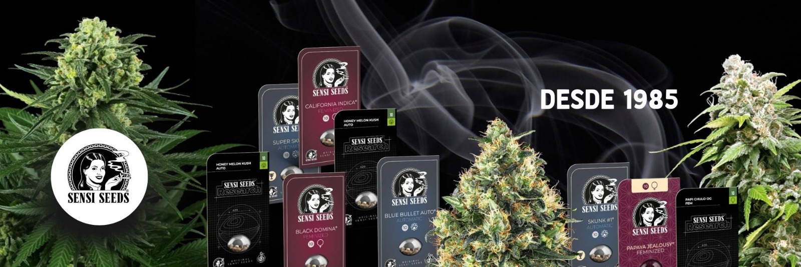 SENSI SEEDS