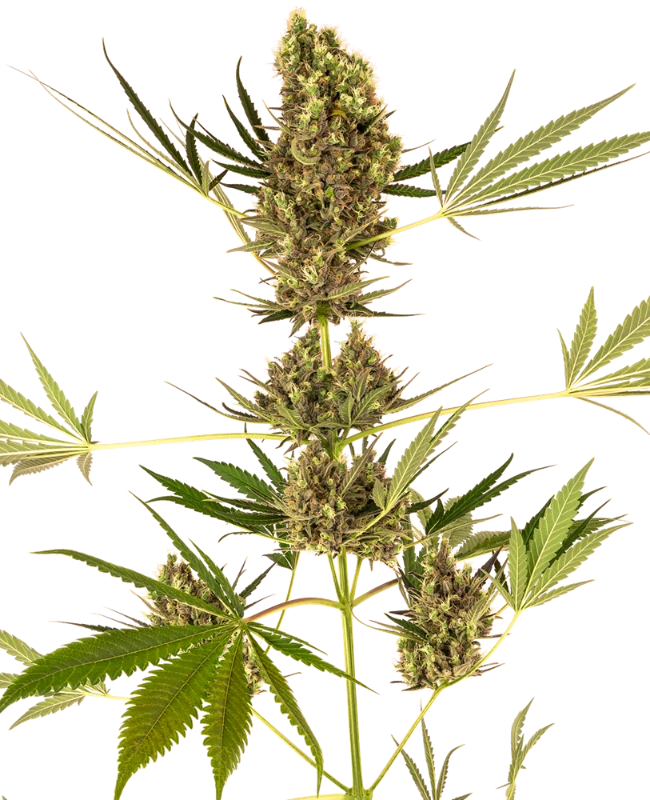 Alpine Delight CBD Auto